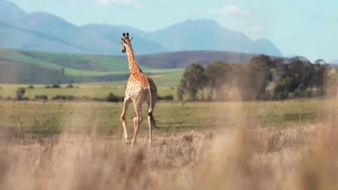 Giraffe in the wild Video stock 243147447