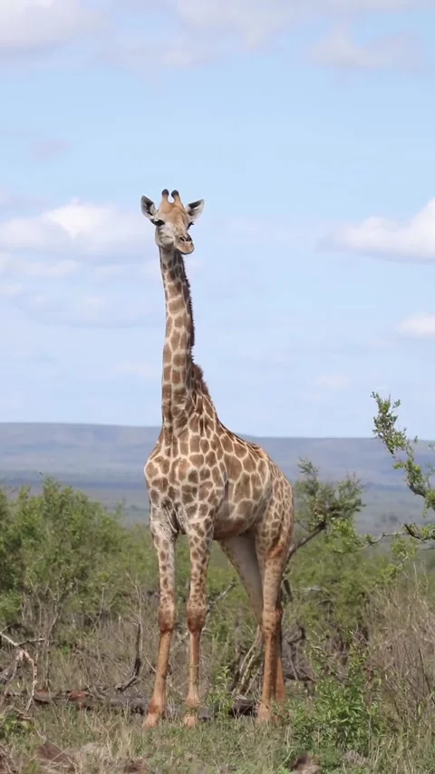 Giraffe in the wild Stock Footage 324777033