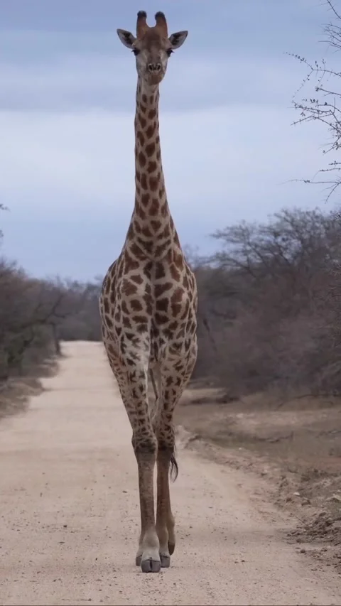 Giraffe in the wild Stock Footage 326633295