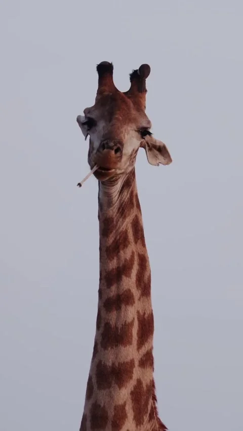 Giraffe in the wild Stock Footage 326634064