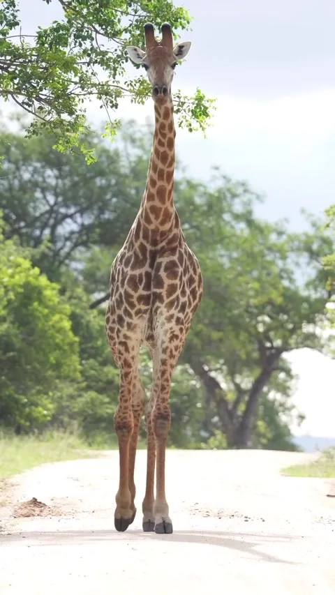 Giraffe in the wild Stock Footage 326634500