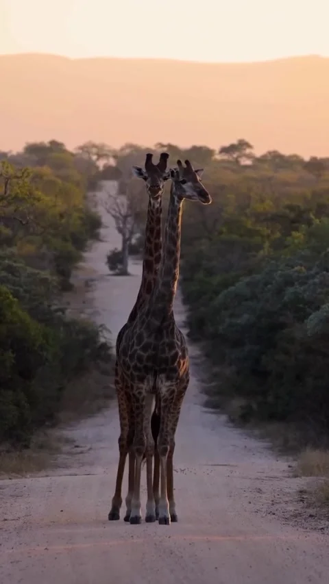 Giraffe in the wild Stock Footage 326634501