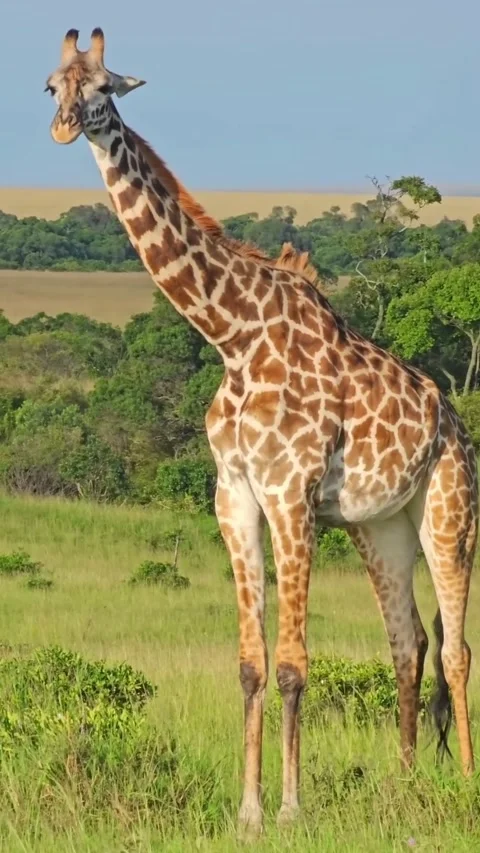 Giraffe in the wild Stock Footage 326634503