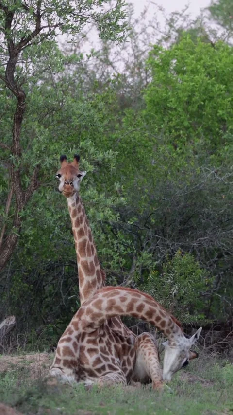 Giraffe in the wild Stock Footage 326634785