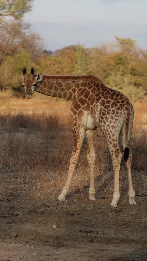 Giraffe in the wild Stock Footage 326634991