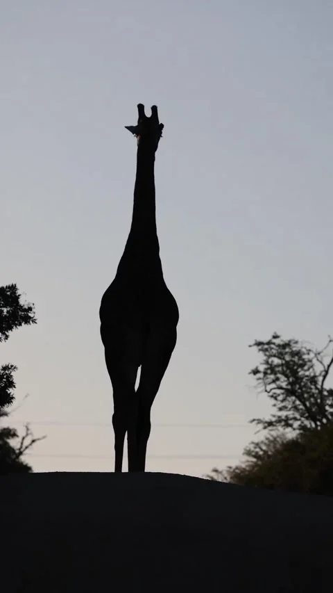 Giraffe in the wild Stock Footage 326634994