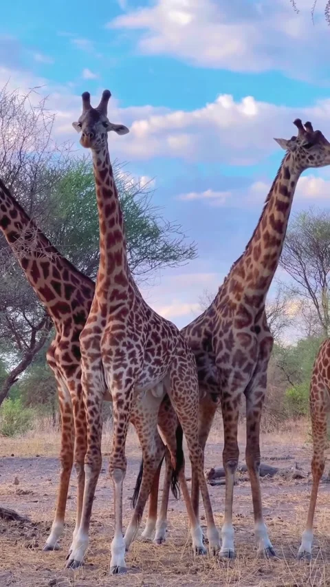 Giraffe in the wild Stock Footage 326635361
