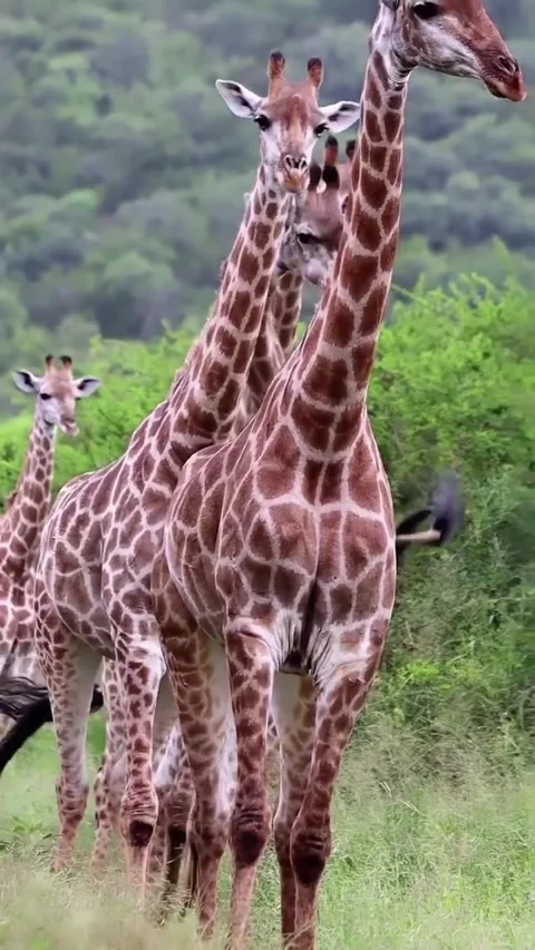 A giraffe in the wild Stock Footage 329678032