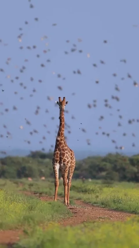 A giraffe in the wild 스톡 동영상 329678033
