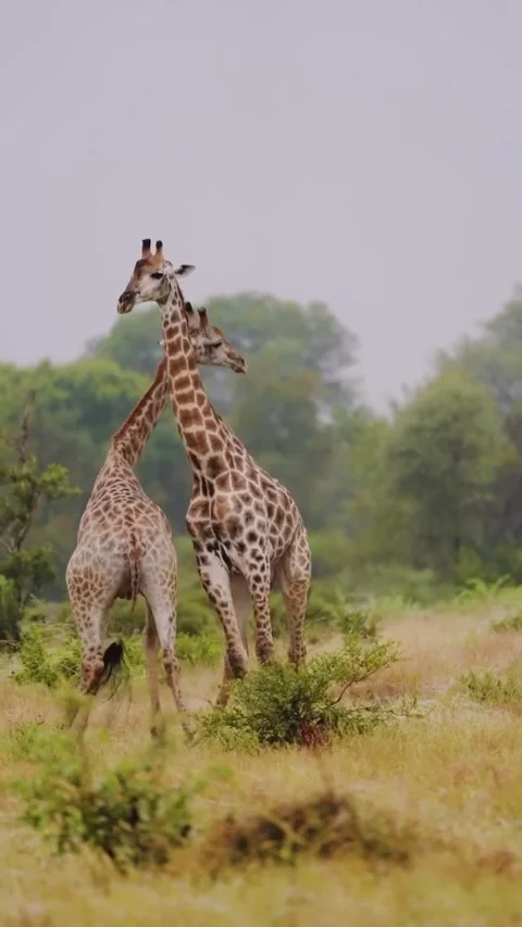 A giraffe in the wild Video stock 329678037