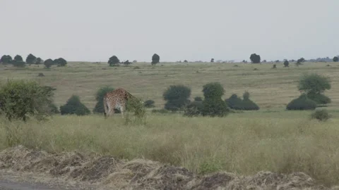 Giraffe in the Wild in Kenya 2 Vidéo 345071267