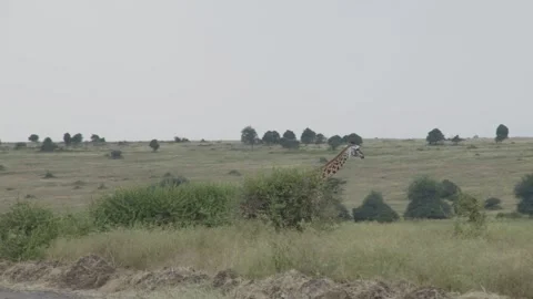 Giraffe in the Wild in Kenya 5 Stock Footage 345071451