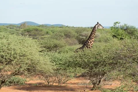 Giraffe in the wild Stock Photos