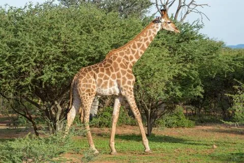 Giraffe in the wild 스톡 사진