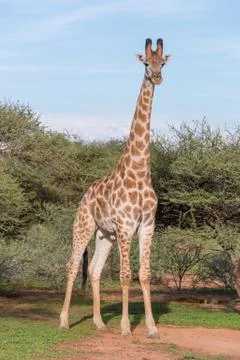 Giraffe in the wild Stock Photos
