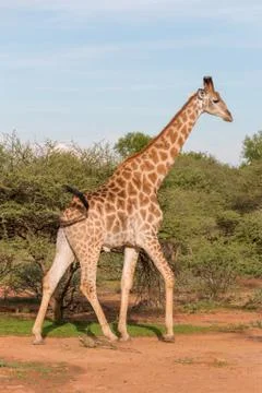 Giraffe in the wild 스톡 사진