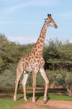 Giraffe in the wild Stock Photos