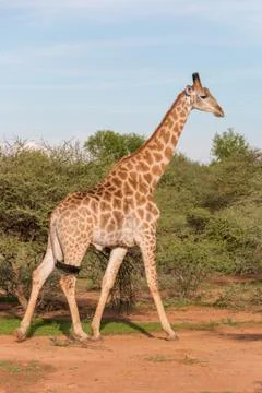 Giraffe in the wild Stock Photos