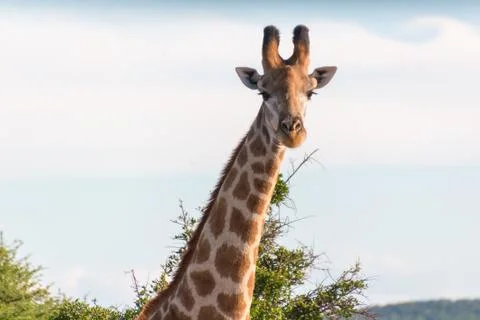 Giraffe in the wild 스톡 사진