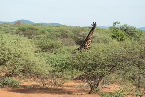 Giraffe in the wild Stock Photos