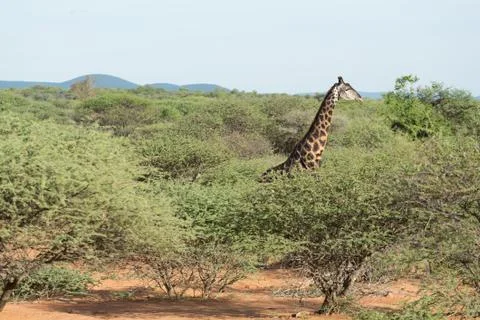 Giraffe in the wild Stock Photos