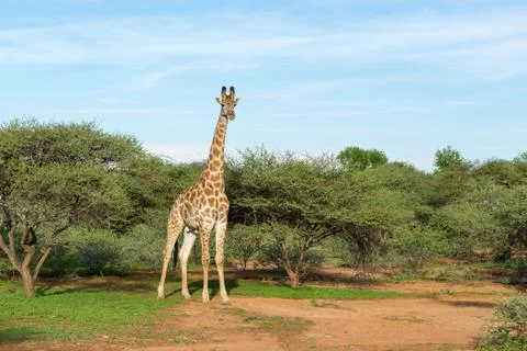 Giraffe in the wild Stock Photos
