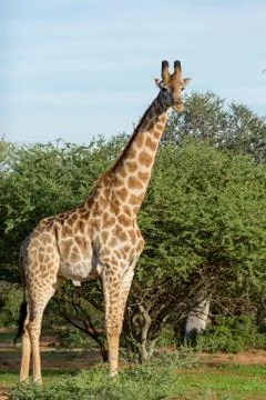 Giraffe in the wild Stock Photos