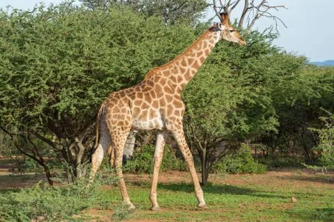 Giraffe in the wild Stock Photos