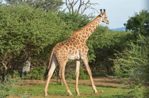 Giraffe in the wild Stock Photos