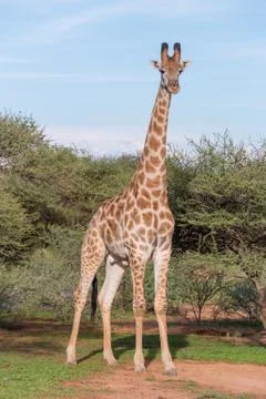 Giraffe in the wild 스톡 사진