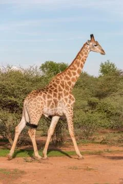 Giraffe in the wild Stock Photos