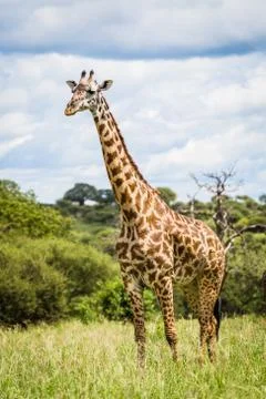 Giraffe in the wild Foto stock