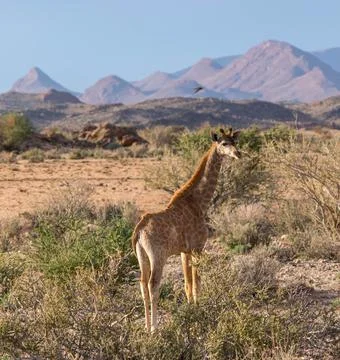 Giraffe in the wild Stock Photos
