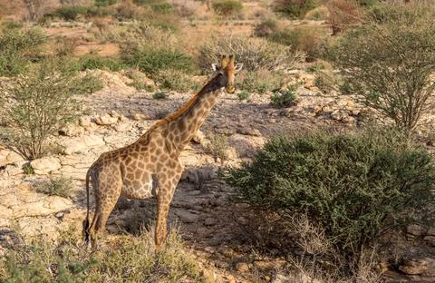 Giraffe in the wild Stock Photos
