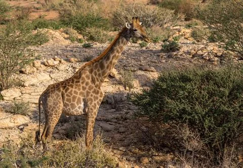 Giraffe in the wild Stock Photos