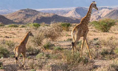 Giraffe in the wild Stock Photos