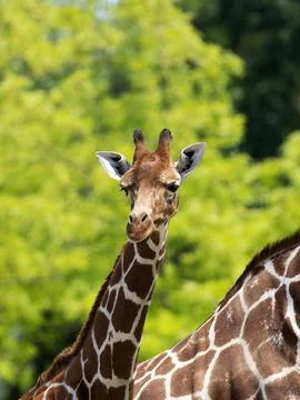Giraffe in the wild Stock Photos