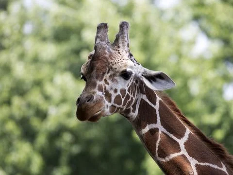 Giraffe in the wild Stock Photos