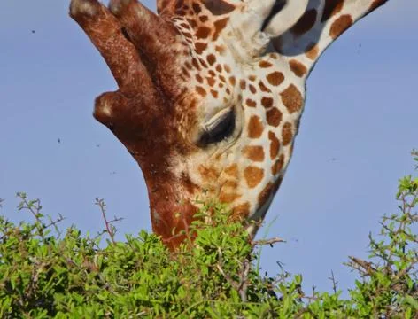 Giraffe in the wild Stock Photos