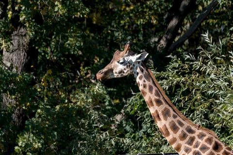 Giraffe in the Wild Stock Photos