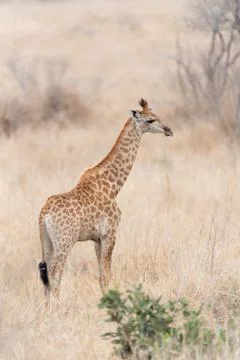 Giraffe in the wilderness Stock Photos