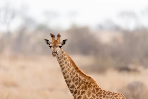 Giraffe in the wilderness Stock Photos