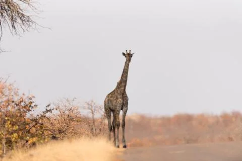 Giraffe in the wilderness Stock Photos