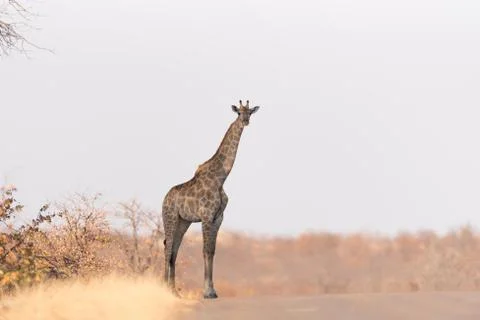 Giraffe in the wilderness Stock Photos