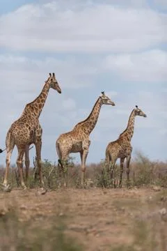 Giraffe in the wilderness Stock Photos