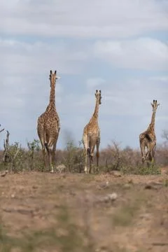 Giraffe in the wilderness Stock Photos