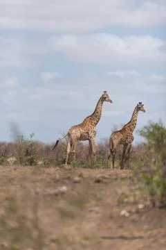 Giraffe in the wilderness Stock Photos