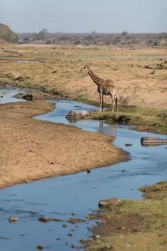 Giraffe in the wilderness Stock Photos