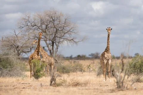 Giraffe in the wilderness Stock Photos