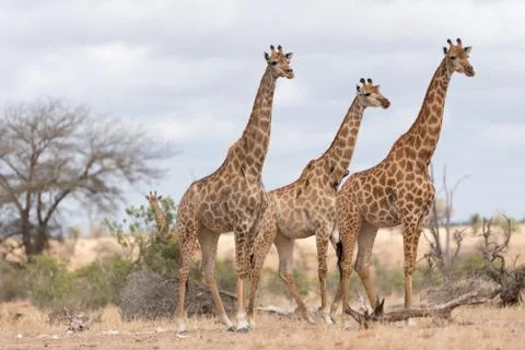 Giraffe in the wilderness Stock Photos